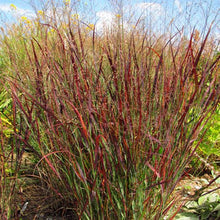 Load image into Gallery viewer, Panicum virgatum &#39;Blood Brothers&#39; #5
