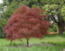 Load image into Gallery viewer, Acer palmatum &#39;Red Pygmy&#39; #20
