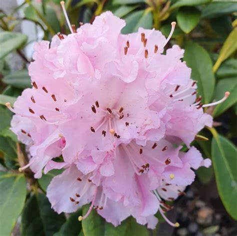 Rhododendron 'Christmas Cheer' 3
