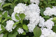 Load image into Gallery viewer, Hydrangea mac. &#39;Madame Emile Mouillere&#39; #3

