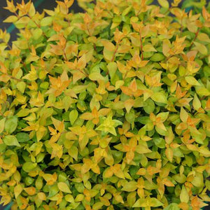 Physocarpus 'Festivus Gold' #7