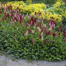 Load image into Gallery viewer, Persicaria affinis &#39;Darjeeling Red&#39; #1
