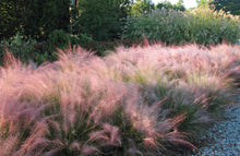 Load image into Gallery viewer, Muhlenbergia cap. &#39;Pink Cloud&#39; #5
