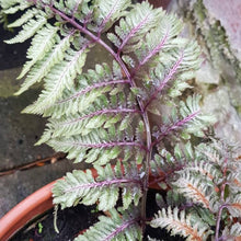 Load image into Gallery viewer, Athyrium &#39;Red Beauty&#39; #2
