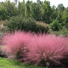 Load image into Gallery viewer, Muhlenbergia cap. &#39;Pink Cloud&#39; #5
