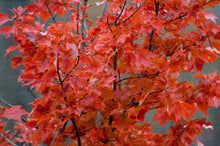 Load image into Gallery viewer, Acer rubrum &#39;October Glory&#39; #10
