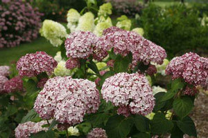 Hydrangea arborescens 'Incrediball Blush' #10