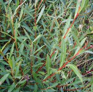 Salix purpurea 'Nana' #10