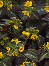 Load image into Gallery viewer, Lysimachia a. &#39;Night Light&#39; #1
