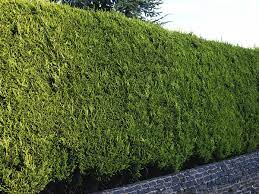 Cypress leylandii #15