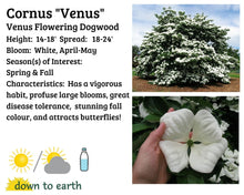 Load image into Gallery viewer, Cornus kousa &#39;Venus&#39; #10
