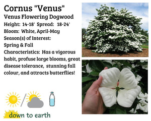 Cornus kousa 'Venus' #10