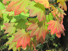 Load image into Gallery viewer, Acer circinatum &#39;Three Cheers&#39; #15/20
