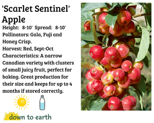 Apple 'Scarlet Sentinel' #7