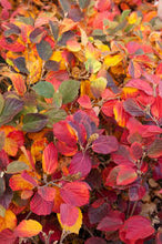 Load image into Gallery viewer, Fothergilla gardenii &#39;Mount Airy&#39; #5T
