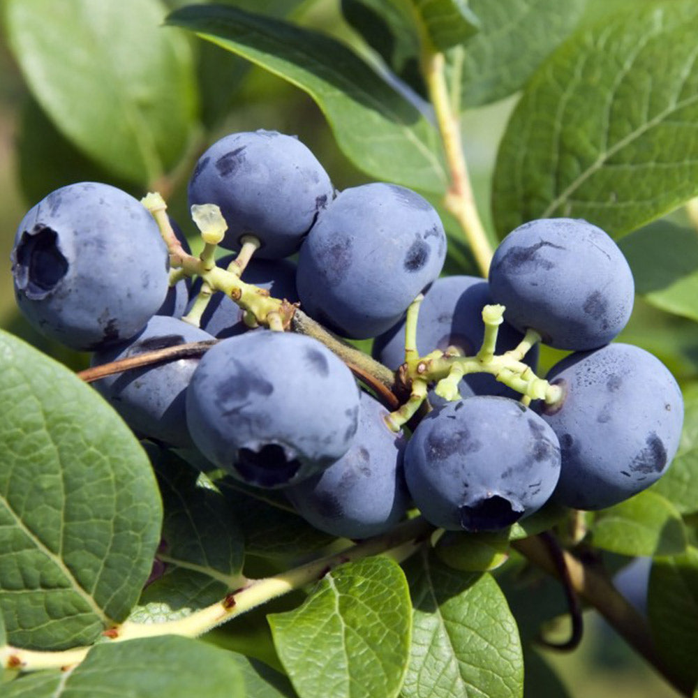 Blueberry 'Bluecrop' #2