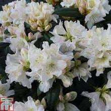 Load image into Gallery viewer, Rhododendron &#39;Dora Amateis&#39; #3

