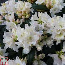 Rhododendron 'Dora Amateis' #3