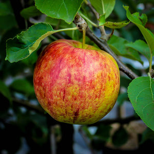 Apple 'Jonagold' #10/15