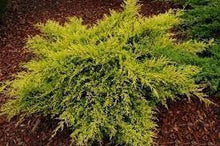 Load image into Gallery viewer, Juniperus chin. &#39;Kuriwao Gold&#39; #3
