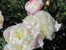 Load image into Gallery viewer, Paeonia lactiflora &#39;Lady Alexandra Duff&#39; #2
