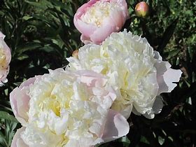 Paeonia lactiflora 'Lady Alexandra Duff' #2