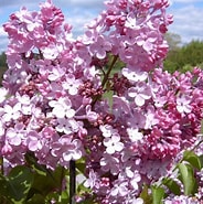 Syringa hyacinthiflora 'California Rose' #3