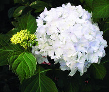 Load image into Gallery viewer, Hydrangea macrophylla &#39;MME Emile Mouiller&#39; #7

