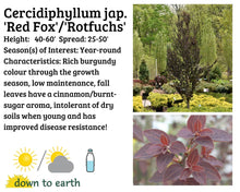 Load image into Gallery viewer, Cercidiphyllum jap. &#39;Red Fox&#39; #20
