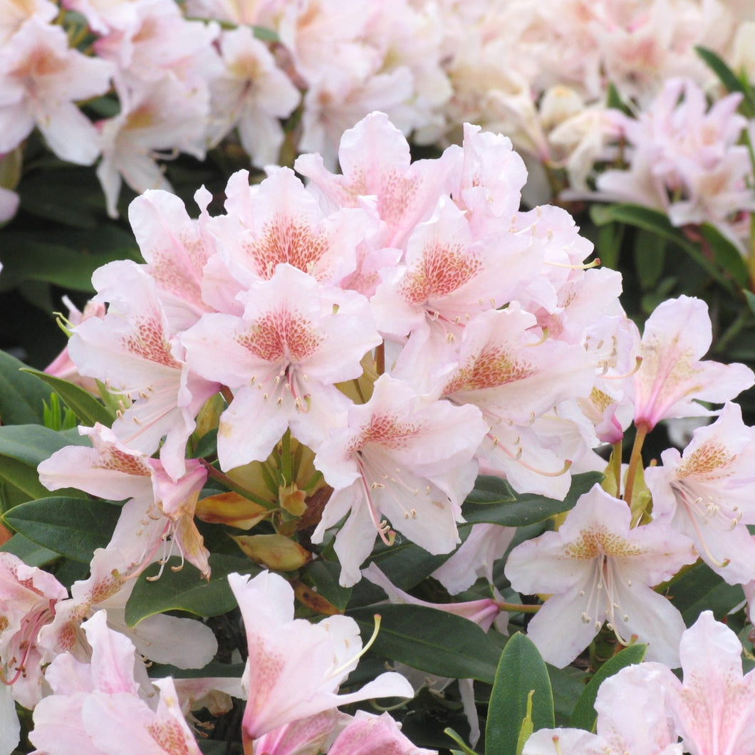 Rhododendron 'Cunningham's Blush' #3