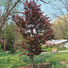 Load image into Gallery viewer, Fagus &#39;Red Obelisk&quot; #10
