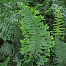 Load image into Gallery viewer, Dryopteris a. &#39;Cristata The King&#39; #2
