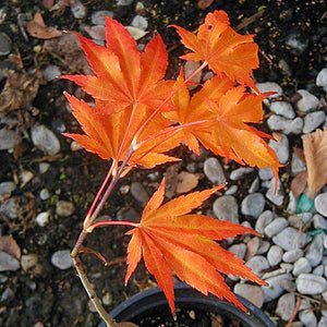 Acer palmatum 'Lutescens' #10