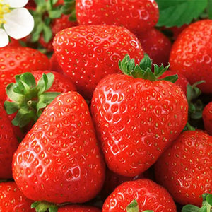 Strawberry 'Honeoye' (June bearing) #1