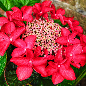 Hydrangea macrophylla 'Teller Red'  #3