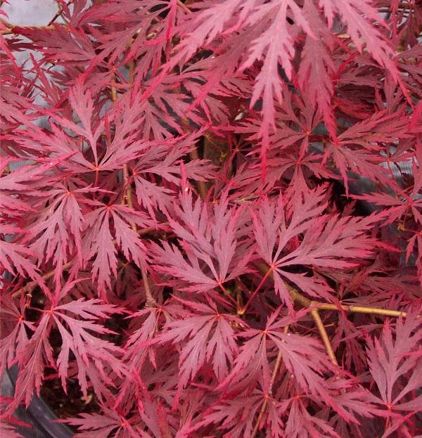 Acer palmatum 'Red Dragon' #5