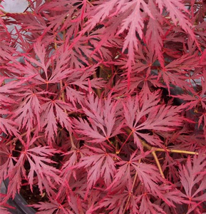 Acer palmatum 'Red Dragon' #10
