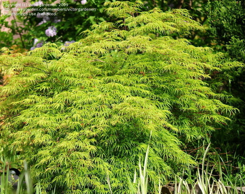 Acer palmatum 'Washi no o' #3