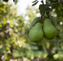 Pear - d'Anjou (Winter Pear) #10