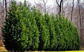 Cypress leylandii #15