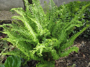 Dryopteris a. 'Cristata The King' #2