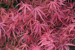 Acer palmatum 'Red Pygmy' #20
