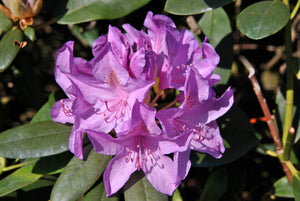 Rhododendron 'Catawbiense Boursault' #3