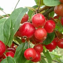 Load image into Gallery viewer, Malus x robusta &#39;Red Sentinel&#39; #10
