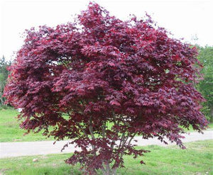 Acer palmatum 'Bloodgood' #10