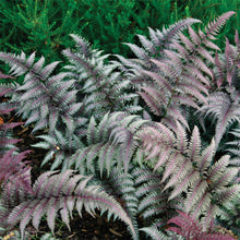 Load image into Gallery viewer, Athyrium &#39;Red Beauty&#39; #2
