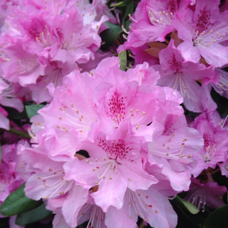 Rhododendron 'Cheer' #3