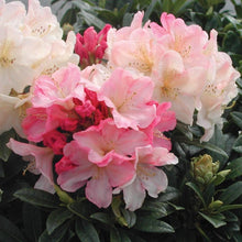 Load image into Gallery viewer, Rhododendron &#39;Percy Wiseman&#39; #5

