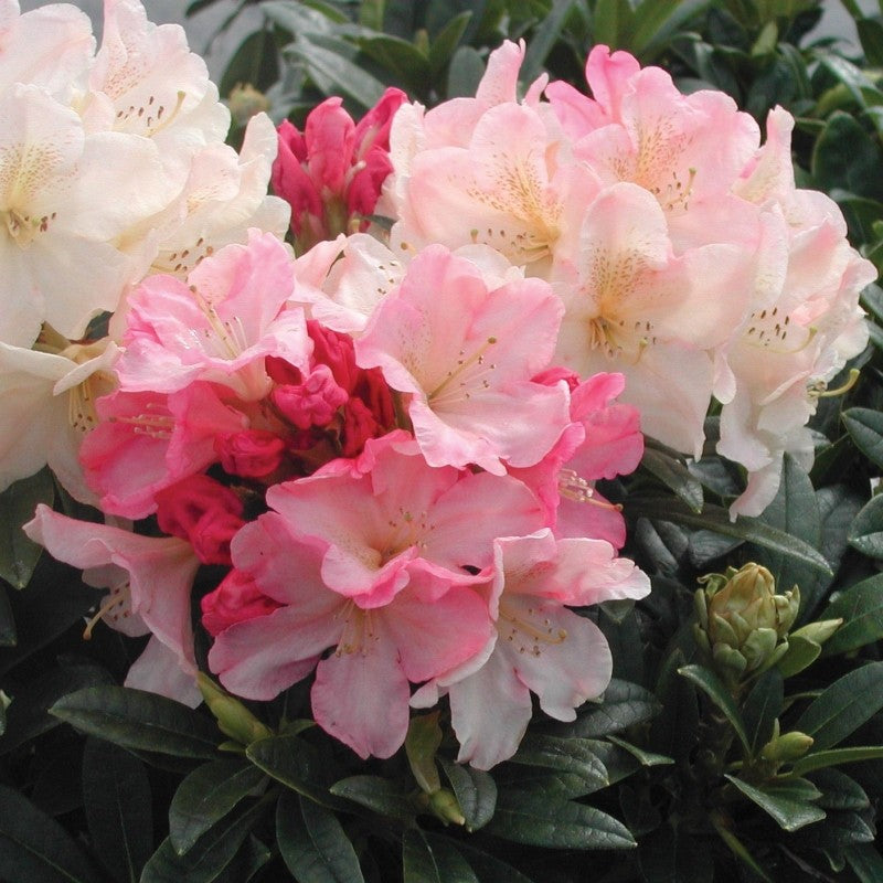 Rhododendron 'Percy Wiseman' #5