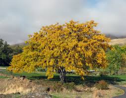 Gleditsia 'Shademaster' #10